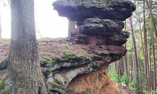 Liščí vrch skalní hřib