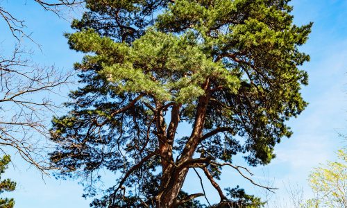 Máchův kraj - PR Hradčanské rybníky - Hradčanská borovice
Památná borovice u rybníka Držník nazývaná též Hradčanská borovice
