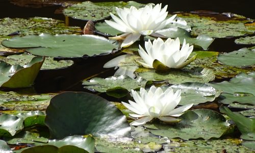 Černý rybník - lekníny
