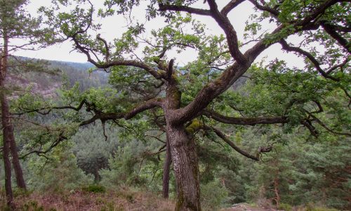 Stohánek reliktní doubrava