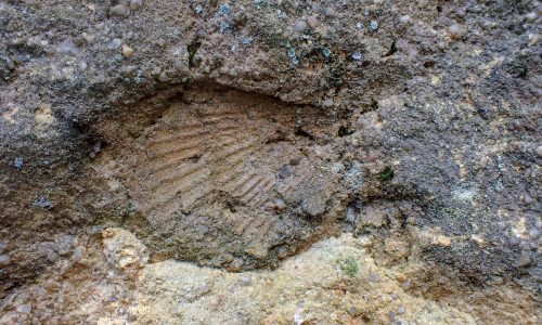 sesuv pod Malou Bukovou - otisk mlže Lima canalifera